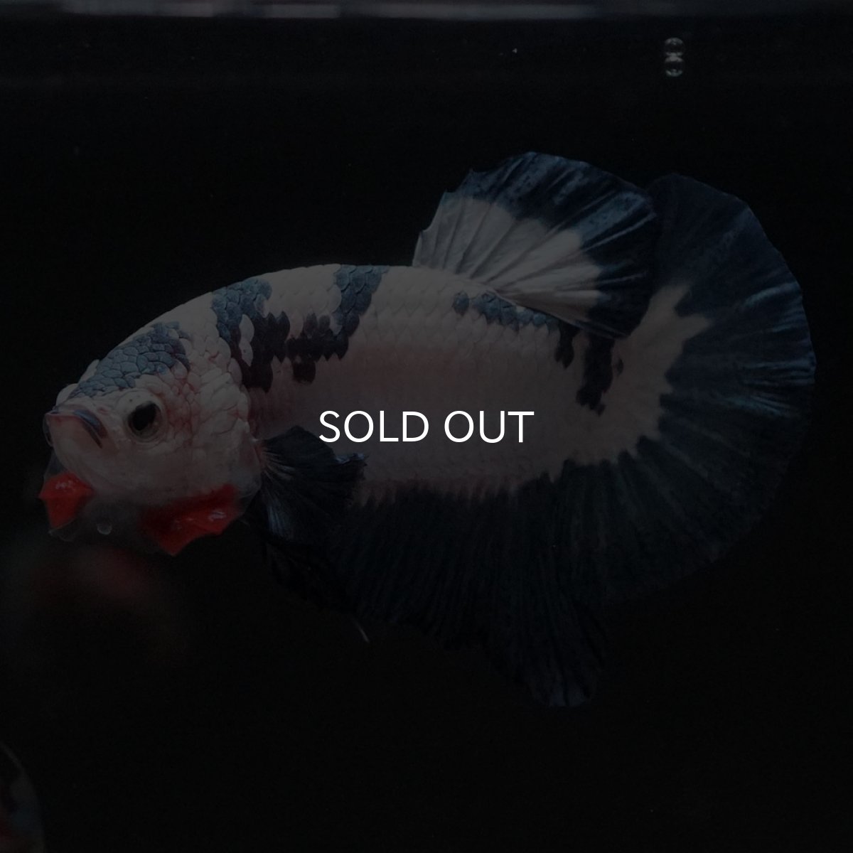 画像4: HMPK　ホワイトブルーマーブル (4)