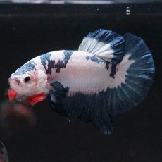 画像4: HMPK　ホワイトブルーマーブル (4)