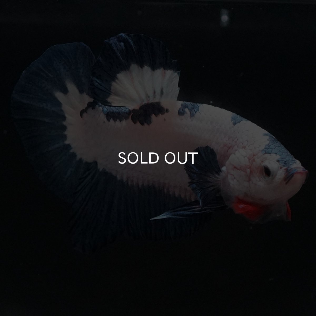 画像3: HMPK　ホワイトブルーマーブル (3)