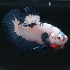 画像3: HMPK　ホワイトブルーマーブル (3)