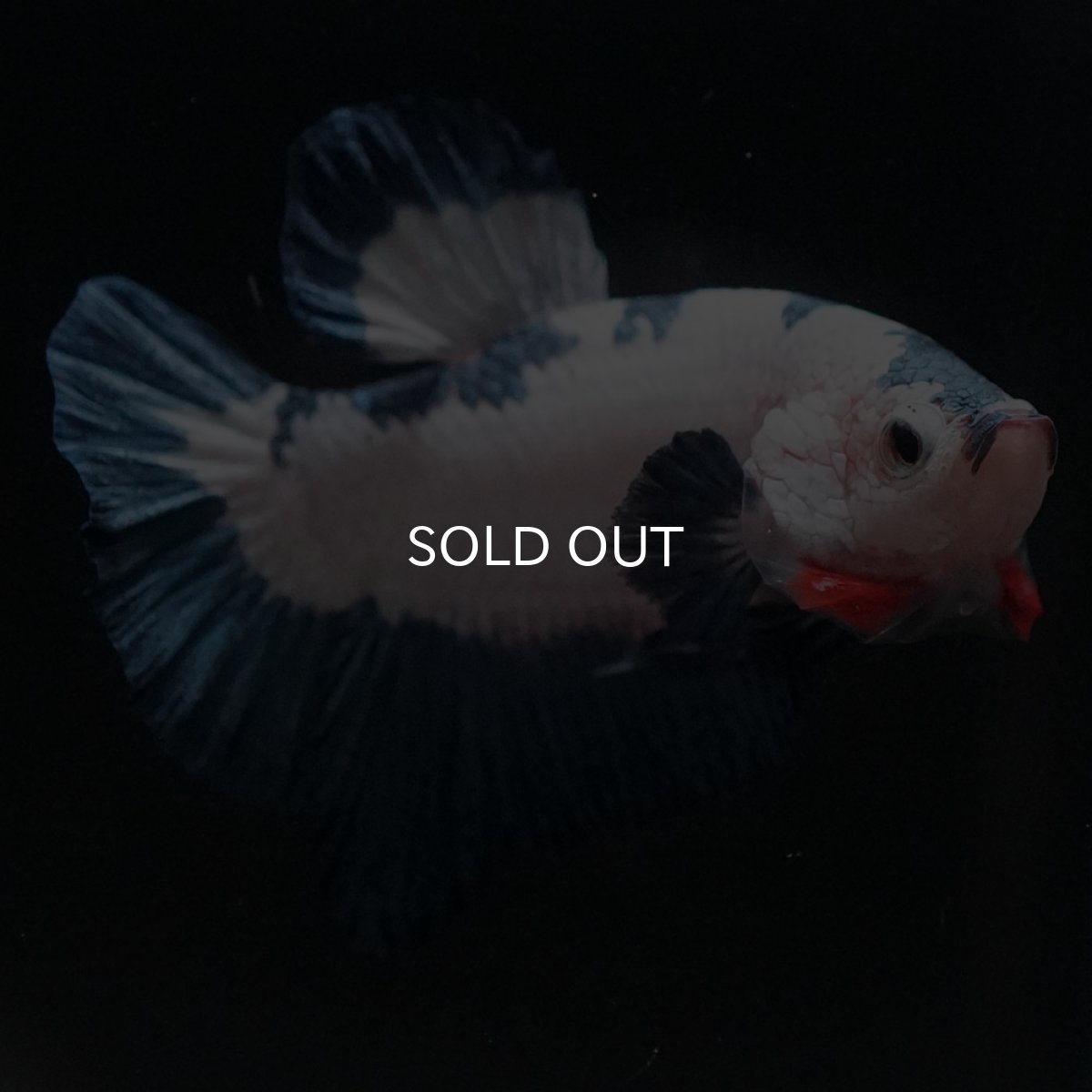 画像5: HMPK　ホワイトブルーマーブル (5)