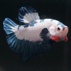 画像5: HMPK　ホワイトブルーマーブル (5)