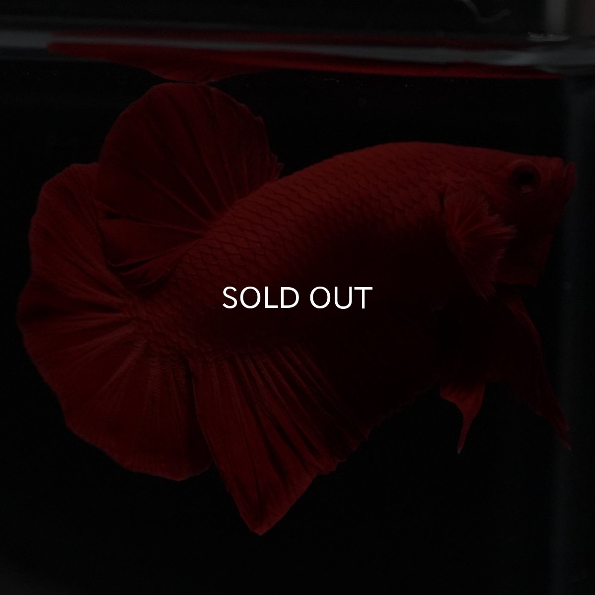 画像4: HMPK　ソリッドレッド (4)