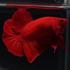 画像4: HMPK　ソリッドレッド (4)