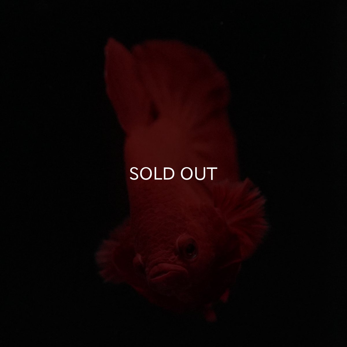 画像11: HMPK　ソリッドレッド (11)