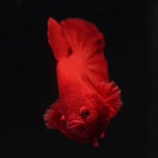 画像11: HMPK　ソリッドレッド (11)