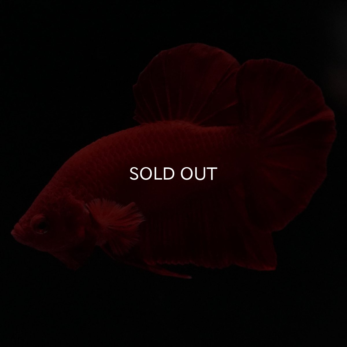 画像5: HMPK　ソリッドレッド (5)