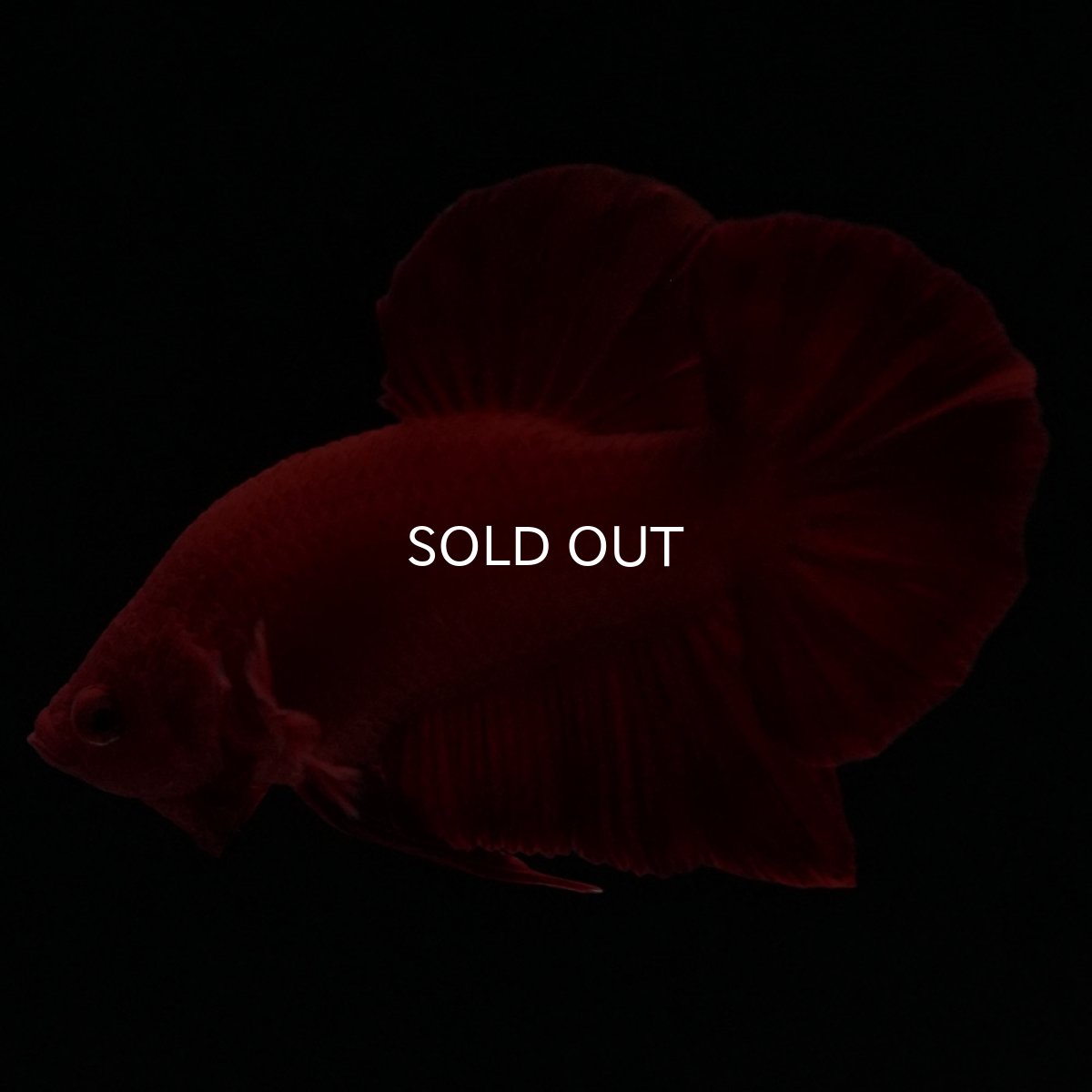 画像10: HMPK　ソリッドレッド (10)