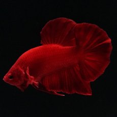 画像10: HMPK　ソリッドレッド (10)