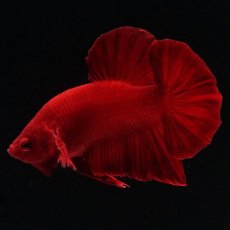 画像3: HMPK　ソリッドレッド (3)