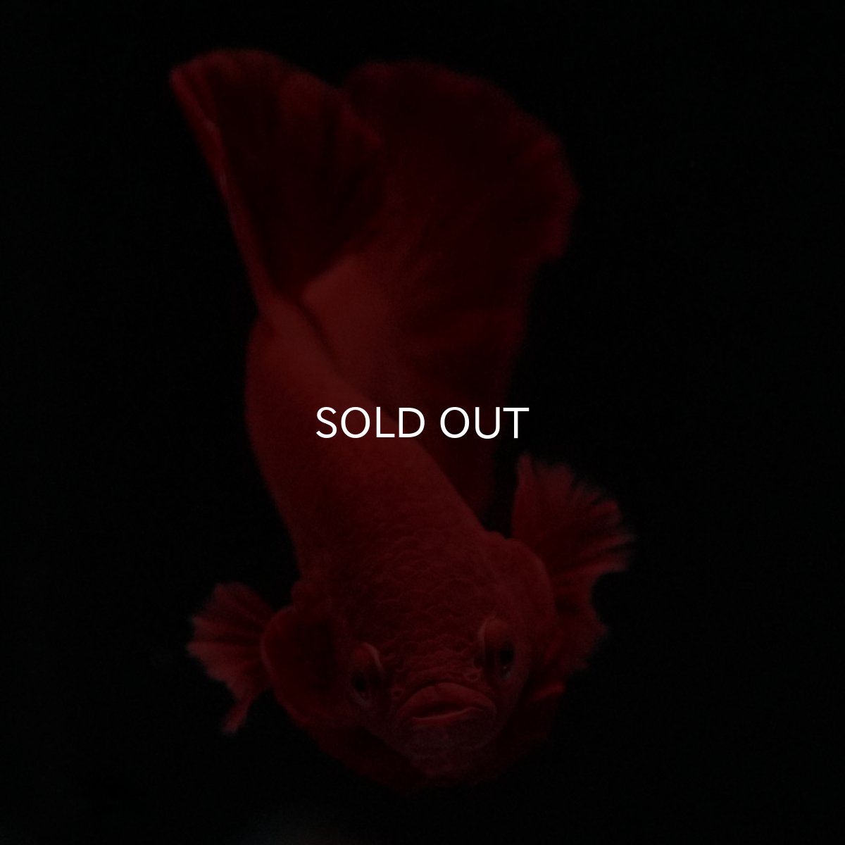 画像2: HMPK　ソリッドレッド (2)