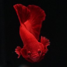 画像2: HMPK　ソリッドレッド (2)