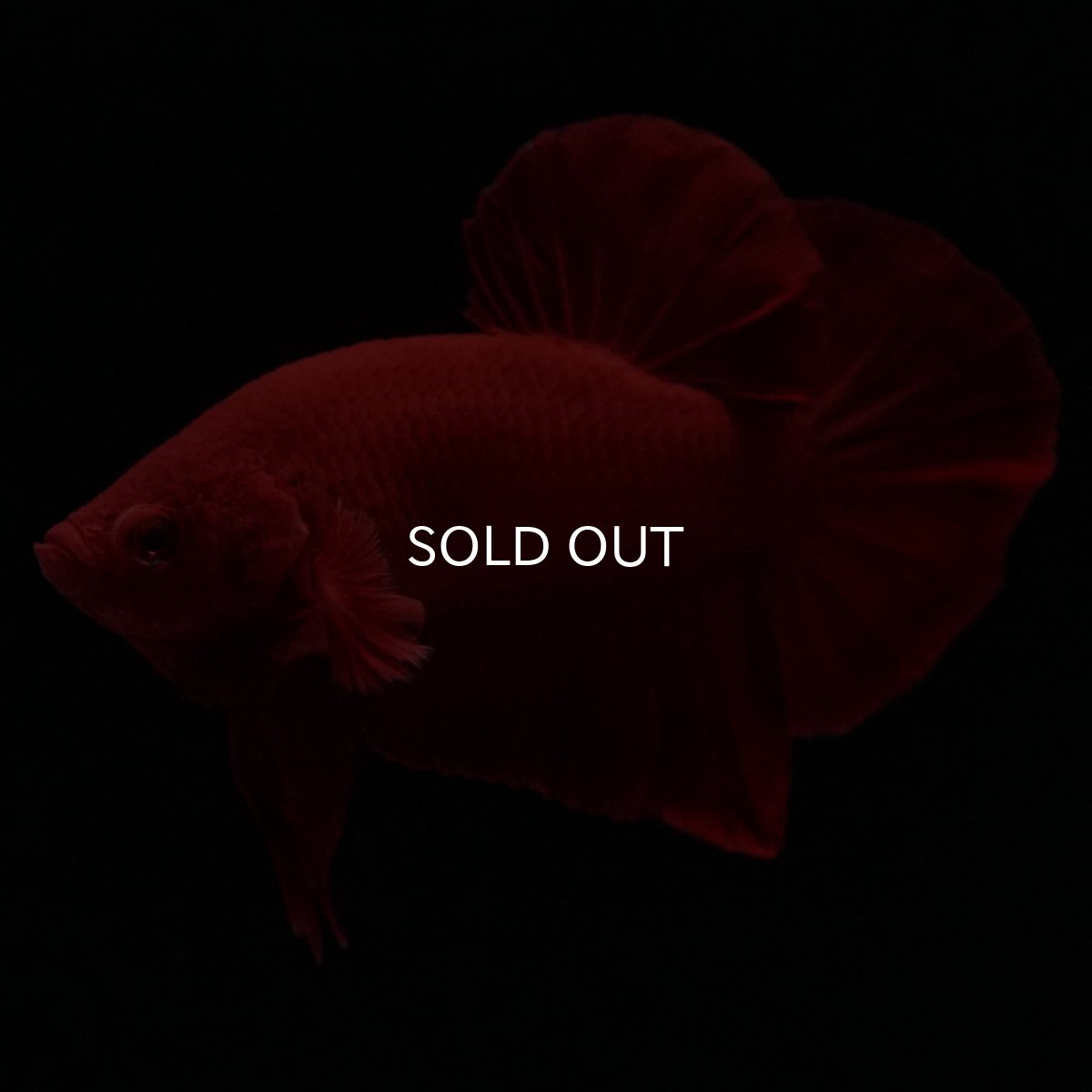 画像7: HMPK　ソリッドレッド (7)