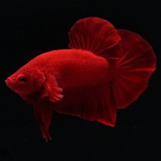 画像7: HMPK　ソリッドレッド (7)