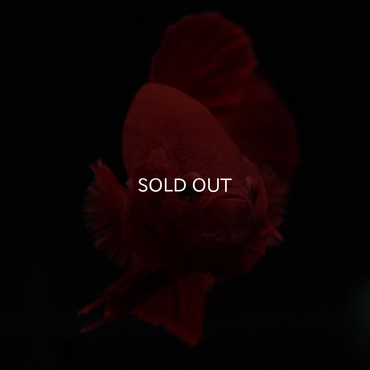 画像9: HMPK　ソリッドレッド (9)