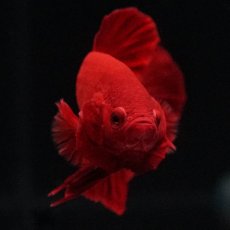 画像9: HMPK　ソリッドレッド (9)