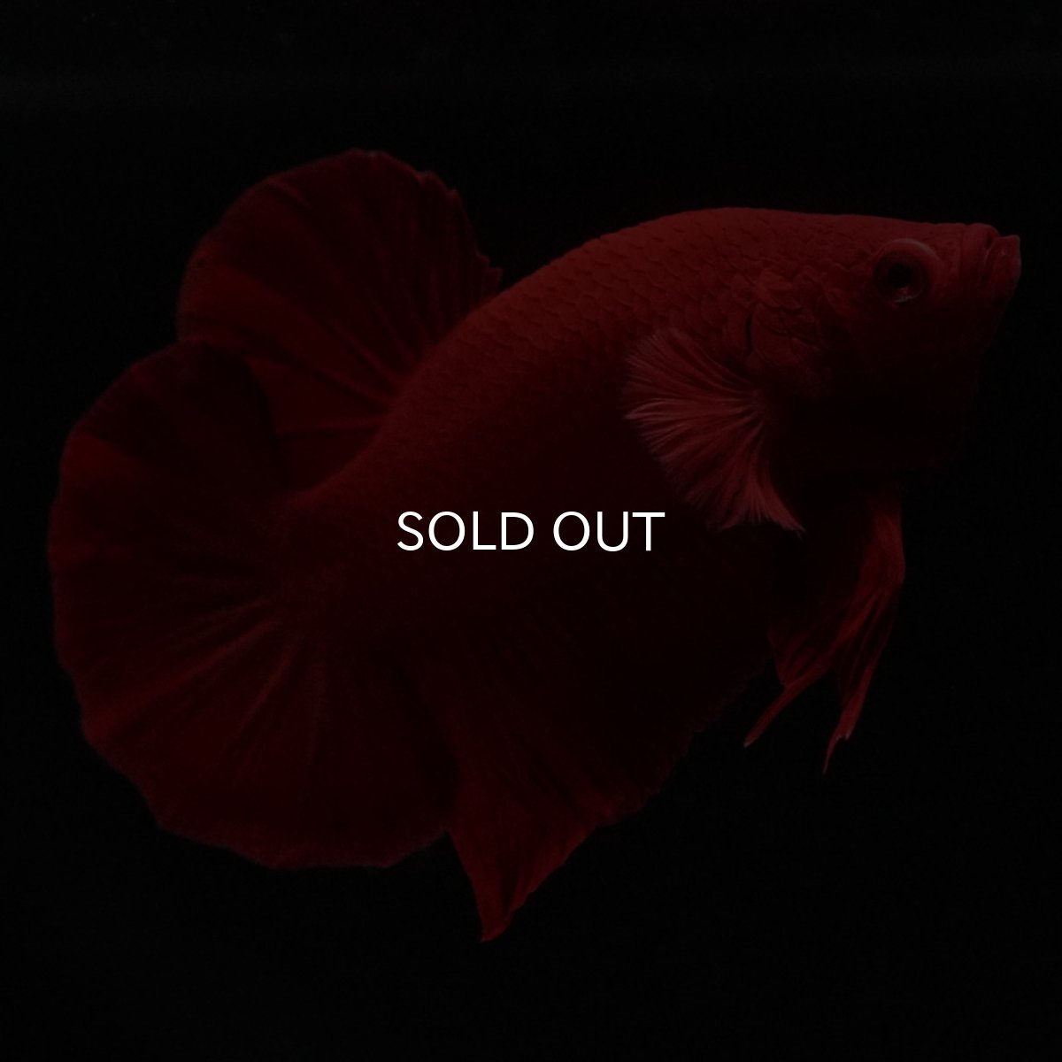 画像8: HMPK　ソリッドレッド (8)