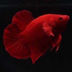 画像8: HMPK　ソリッドレッド (8)