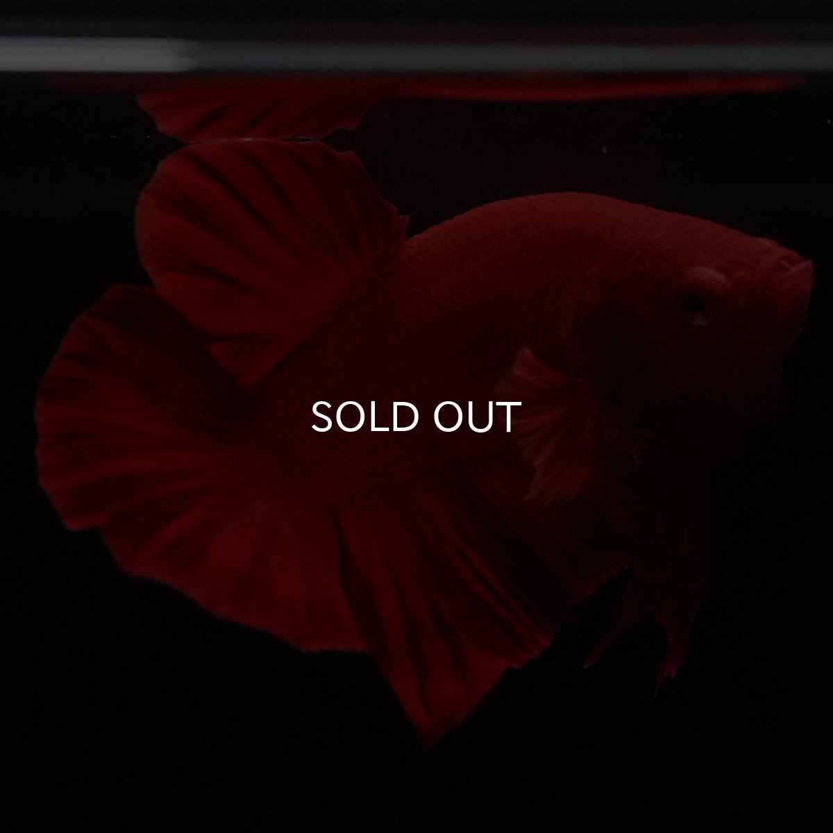 画像6: HMPK　ソリッドレッド (6)