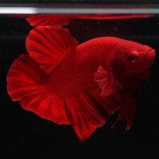 画像6: HMPK　ソリッドレッド (6)