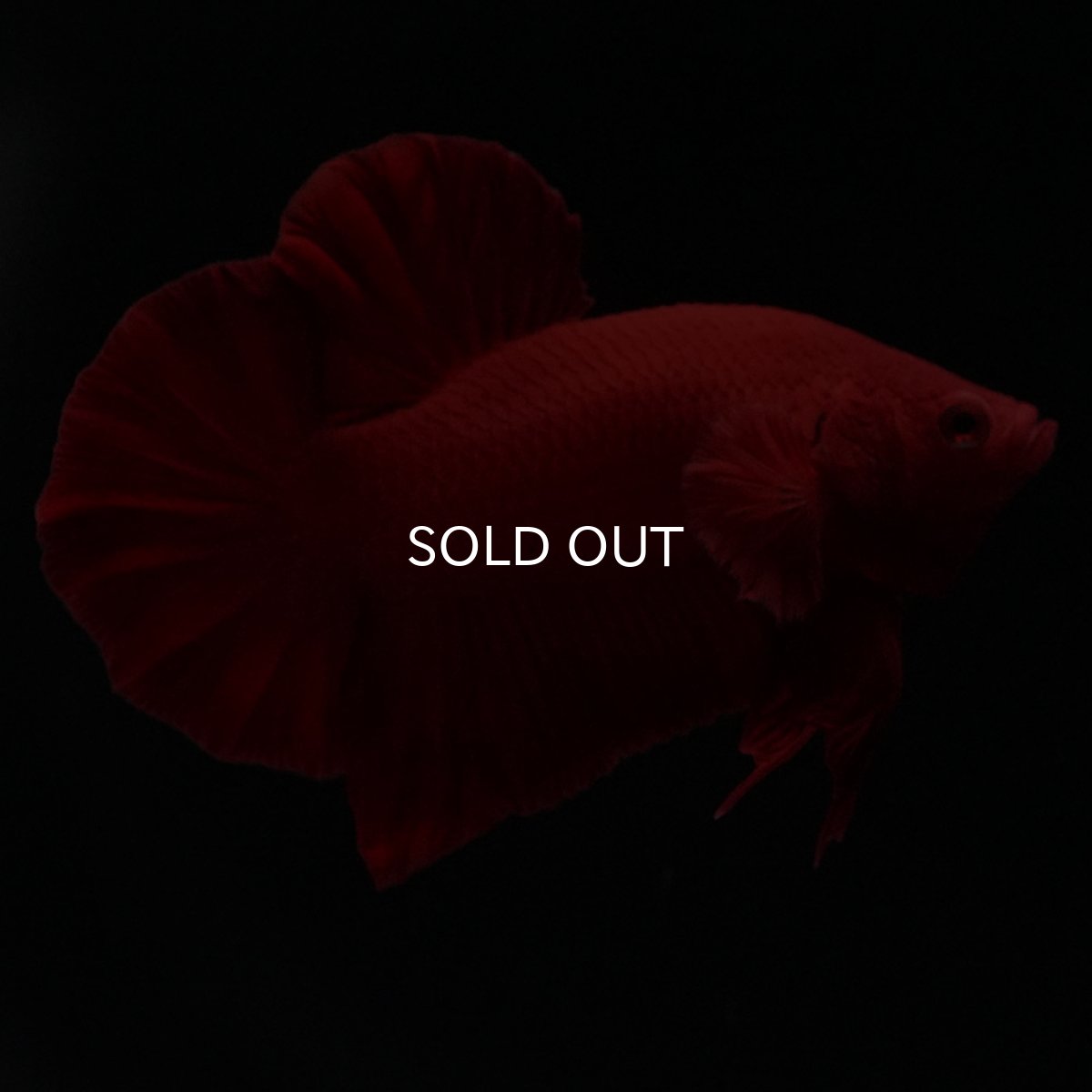 画像1: HMPK　ソリッドレッド (1)