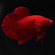 画像1: HMPK　ソリッドレッド (1)