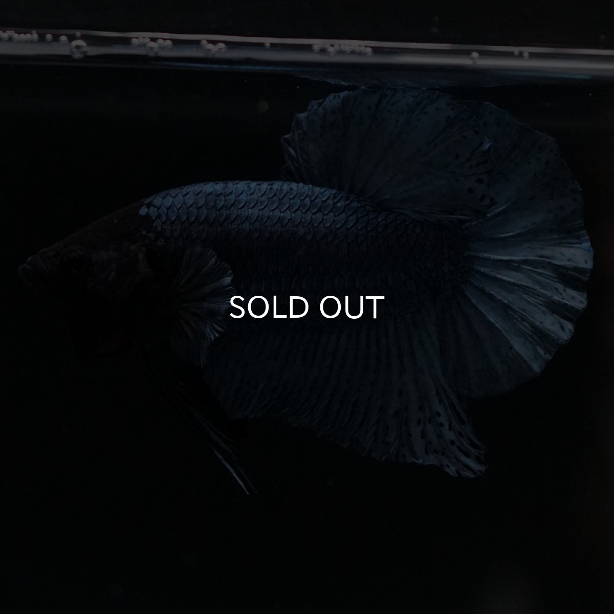 画像11: HMPK　ソリッドブルー (11)