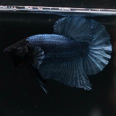 画像11: HMPK　ソリッドブルー (11)