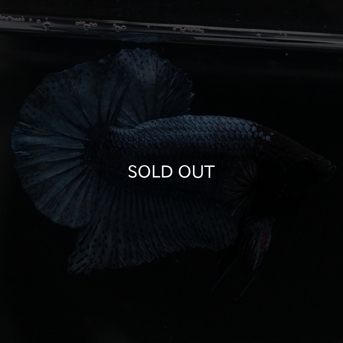 画像5: HMPK　ソリッドブルー (5)