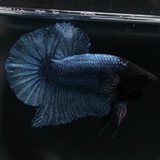 画像5: HMPK　ソリッドブルー (5)