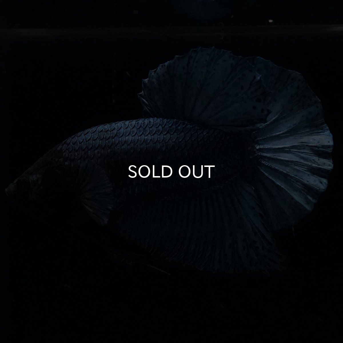 画像4: HMPK　ソリッドブルー (4)