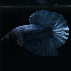 画像4: HMPK　ソリッドブルー (4)