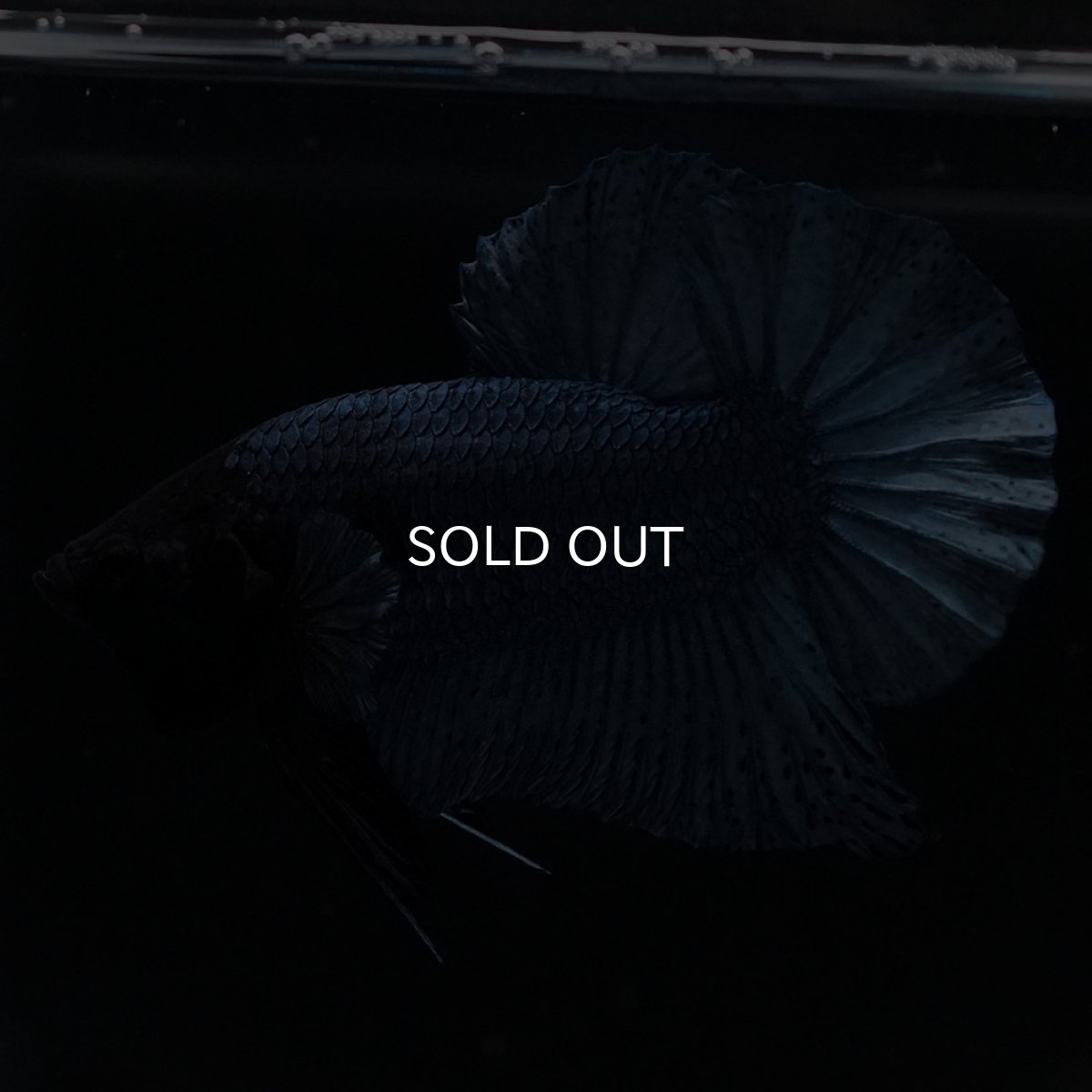 画像10: HMPK　ソリッドブルー (10)