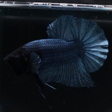 画像10: HMPK　ソリッドブルー (10)