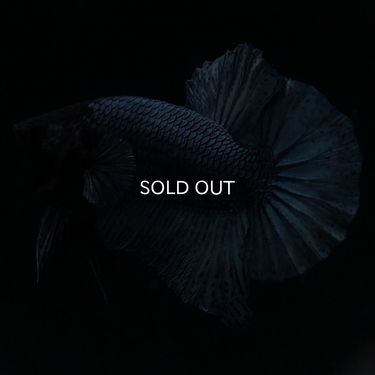 画像9: HMPK　ソリッドブルー (9)