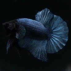 画像9: HMPK　ソリッドブルー (9)