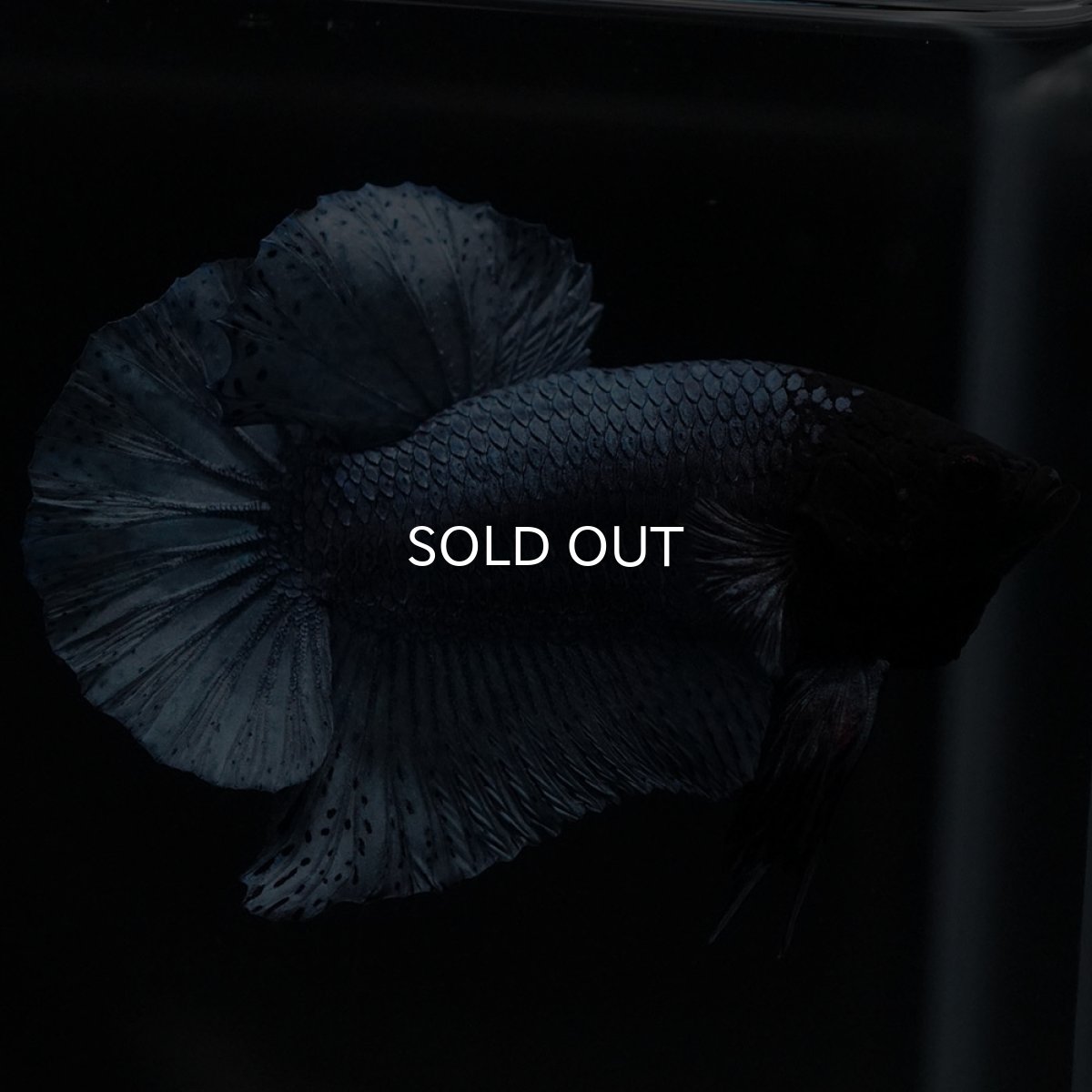 画像1: HMPK　ソリッドブルー (1)