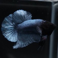 画像1: HMPK　ソリッドブルー (1)