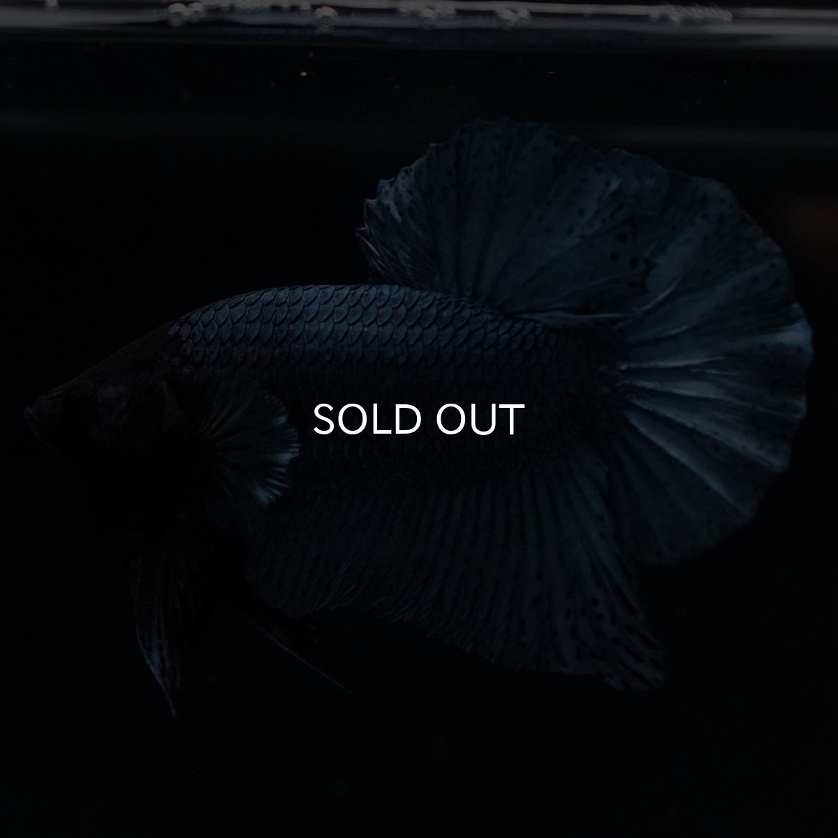 画像8: HMPK　ソリッドブルー (8)