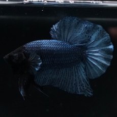 画像8: HMPK　ソリッドブルー (8)