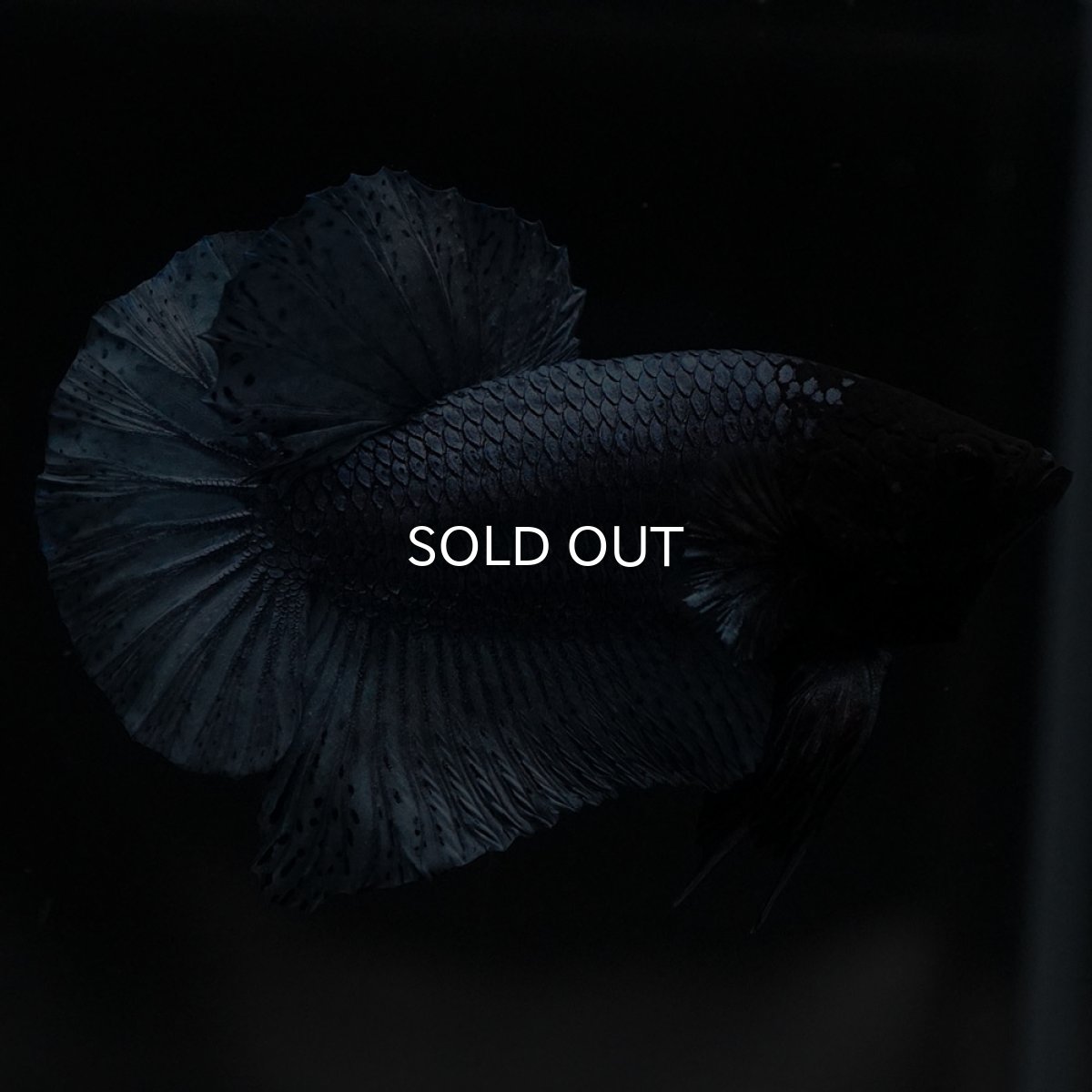 画像3: HMPK　ソリッドブルー (3)