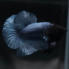 画像3: HMPK　ソリッドブルー (3)