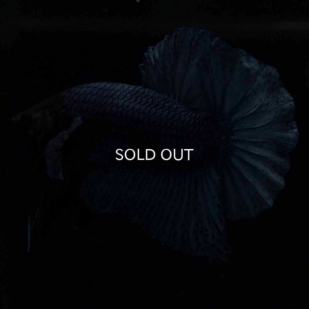 画像7: HMPK　ソリッドブルー (7)