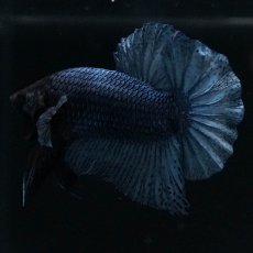 画像7: HMPK　ソリッドブルー (7)