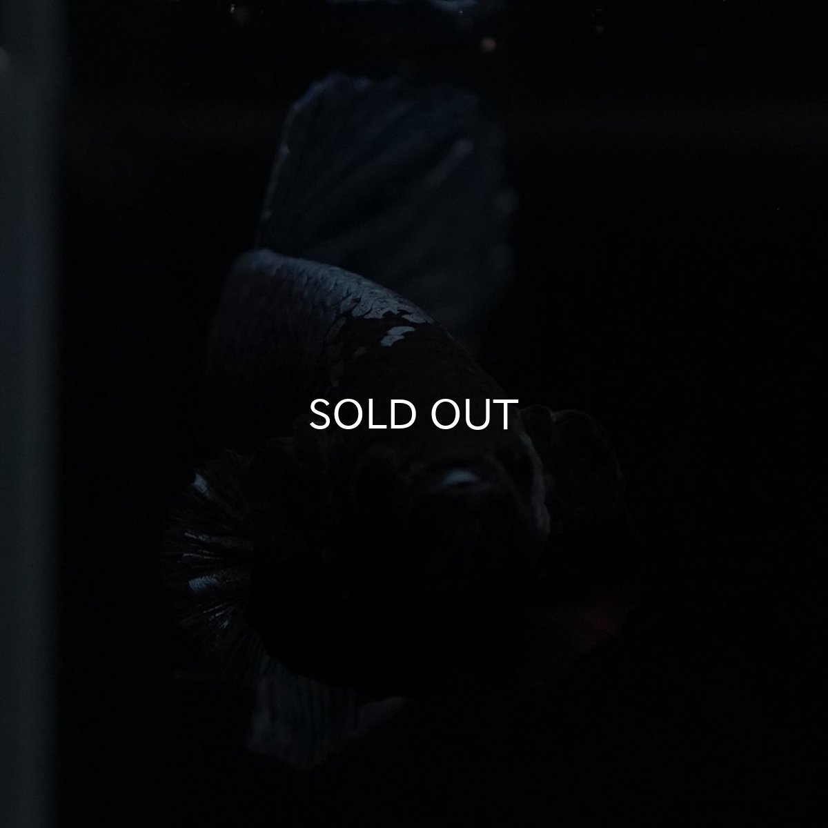 画像2: HMPK　ソリッドブルー (2)