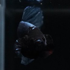 画像2: HMPK　ソリッドブルー (2)