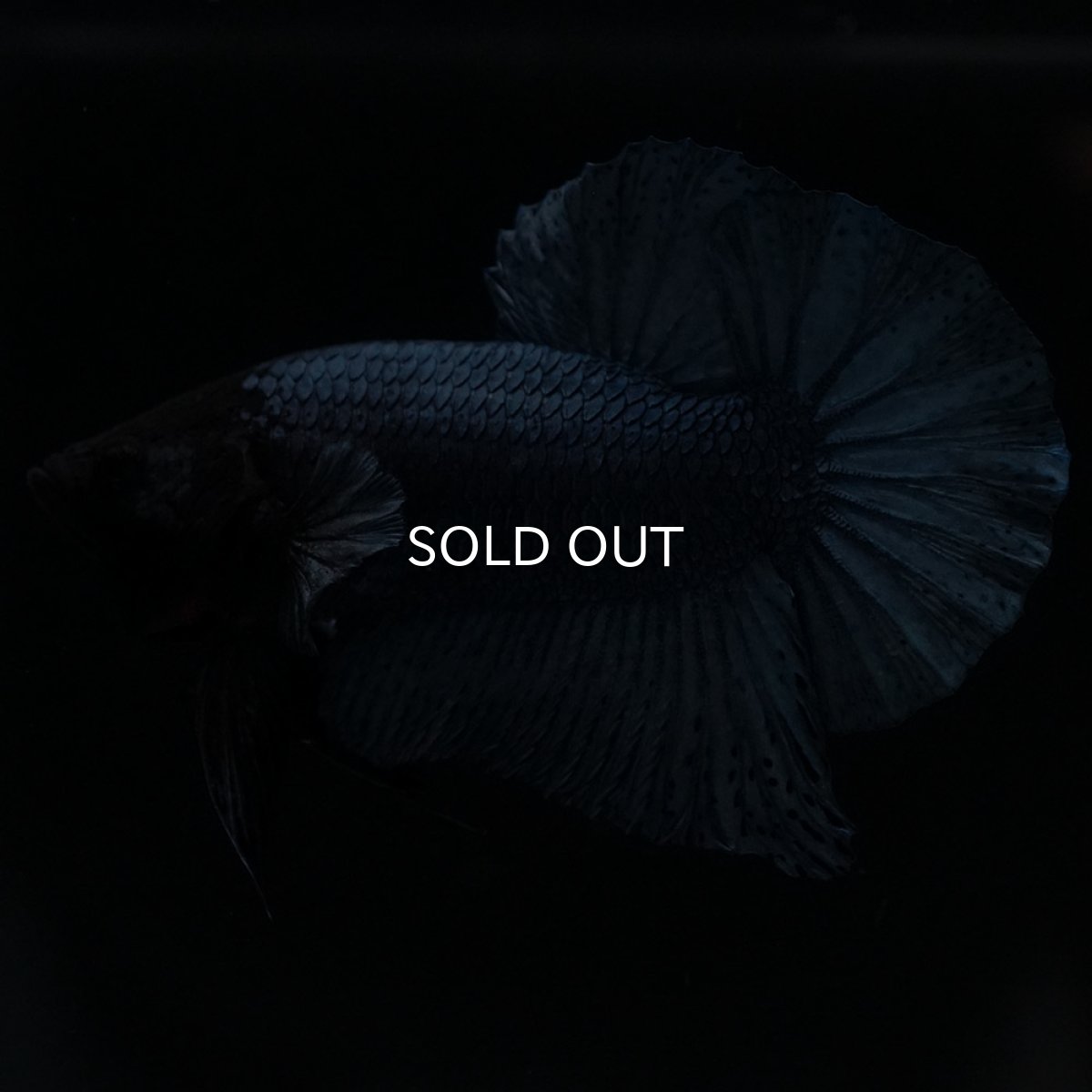 画像6: HMPK　ソリッドブルー (6)