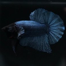 画像6: HMPK　ソリッドブルー (6)