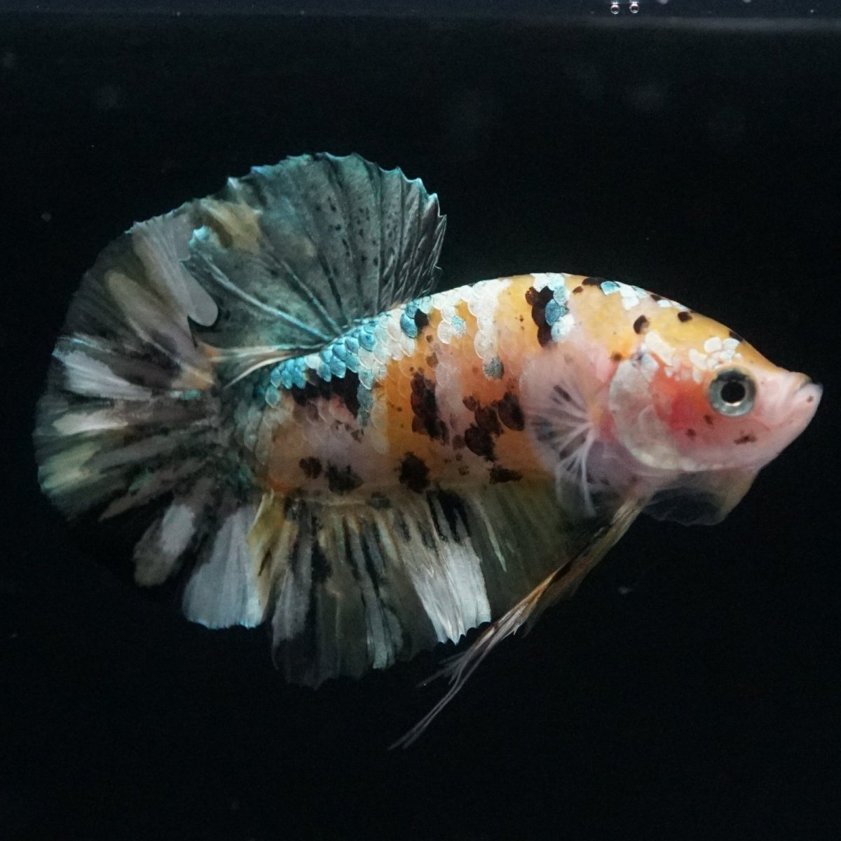 画像6: HMPK　イエローカッパー (6)