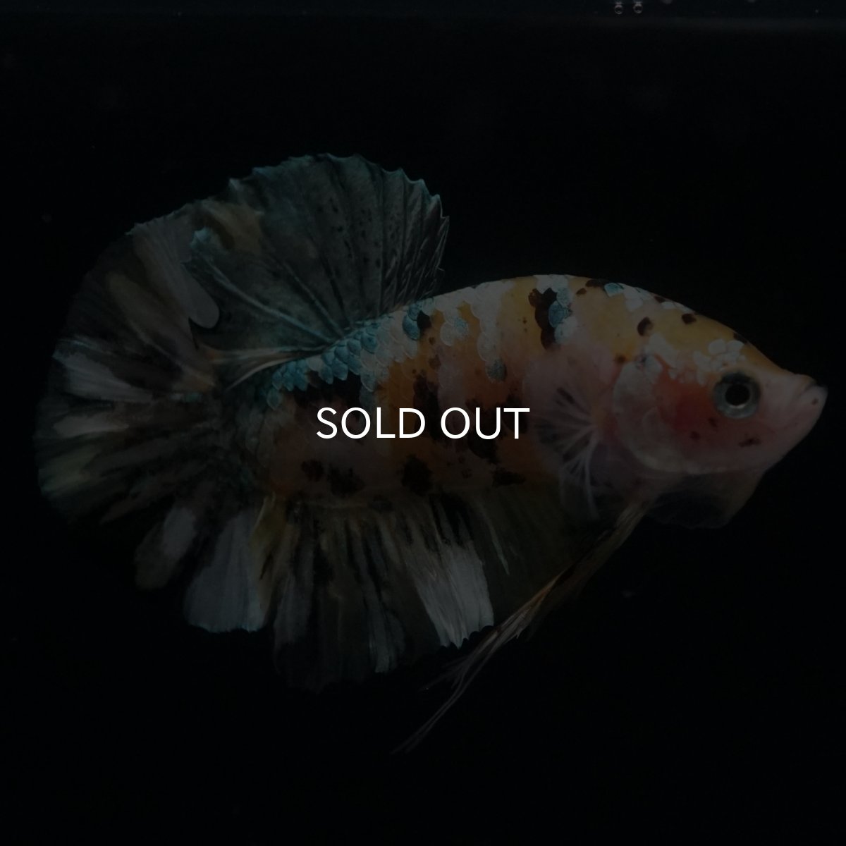 画像6: HMPK　イエローカッパー (6)